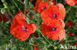 Poppy (Papaver spec.)