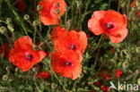 Poppy (Papaver spec.)