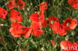 Kleine klaproos (Papaver spec.)