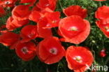 Poppy (Papaver spec.)