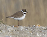 Kleine Plevier (Charadrius dubius)