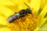 Sphecodes longulus