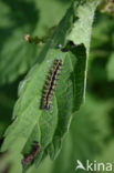 Kleine vos (Aglais urticae)