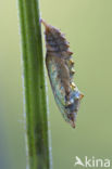 Kleine vos (Aglais urticae)