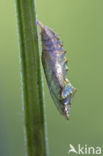 Kleine vos (Aglais urticae)