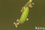 Kleine vuurvlinder (Lycaena phlaeas)