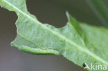 Kleine vuurvlinder (Lycaena phlaeas)