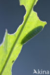 Kleine vuurvlinder (Lycaena phlaeas)