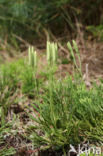 Flat-stemmend Clubmoss (Diphasiastrum tristachyum)