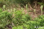 Flat-stemmend Clubmoss (Diphasiastrum tristachyum)