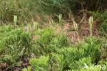 Flat-stemmend Clubmoss (Diphasiastrum tristachyum)