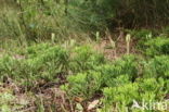 Flat-stemmend Clubmoss (Diphasiastrum tristachyum)