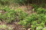 Flat-stemmend Clubmoss (Diphasiastrum tristachyum)