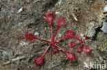 Oblong-leaved Sundew (Drosera intermedia)