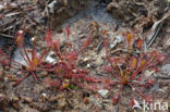 Oblong-leaved Sundew (Drosera intermedia)