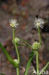 Kleinste egelskop (Sparganium natans) 