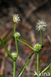 Kleinste egelskop (Sparganium natans) 