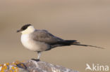 Long-tailed Jaeger (Stercorarius longicaudus)