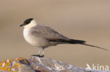 Long-tailed Jaeger (Stercorarius longicaudus)