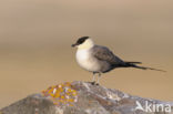 Long-tailed Jaeger (Stercorarius longicaudus)