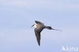 Long-tailed Jaeger (Stercorarius longicaudus)