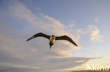 Long-tailed Jaeger (Stercorarius longicaudus)