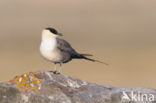 Long-tailed Jaeger (Stercorarius longicaudus)