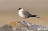 Long-tailed Jaeger (Stercorarius longicaudus)