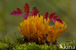 Kleverig koraalzwammetje (Calocera viscosa)