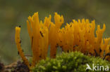 Kleverig koraalzwammetje (Calocera viscosa)