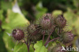 Burdock (Arctium spec.)