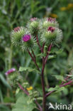 Burdock (Arctium spec.)