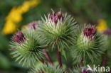 Burdock (Arctium spec.)