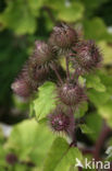 Burdock (Arctium spec.)