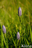 Klokjesgentiaan (Gentiana pneumonanthe) 