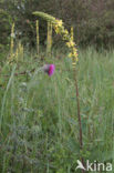 Knikkende distel (Carduus nutans)