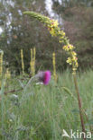 Knikkende distel (Carduus nutans)