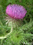 Knikkende distel (Carduus nutans)