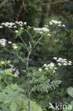 Bulbous Chervil (Chaerophyllum bulbosum)