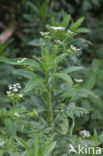 Bulbous Chervil (Chaerophyllum bulbosum)