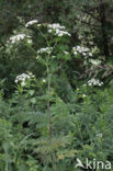 Bulbous Chervil (Chaerophyllum bulbosum)