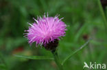 Knoopkruid (Centaurea jacea)