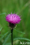 Knoopkruid (Centaurea jacea)