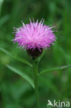 Knoopkruid (Centaurea jacea)