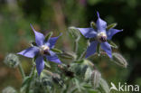 Borage (Borago officinalis)