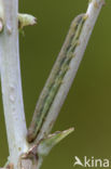 Kompassla-uil (Hecatera dysodea)
