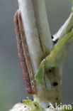 Kompassla-uil (Hecatera dysodea)