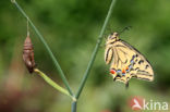 Koninginnepage (Papilio machaon)