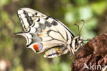 Koninginnepage (Papilio machaon)