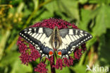 Koninginnepage (Papilio machaon)